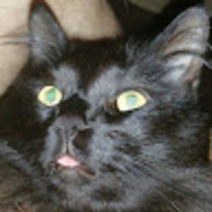 Meet your Posher, Simon